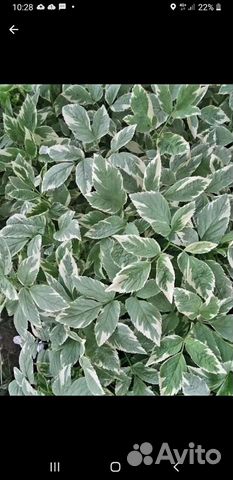 Сныть пестролистная