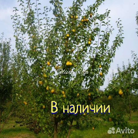 Чижовская описание сорта фото отзывы Груша лада купить в Стерлитамаке Товары для дома и дачи Авито