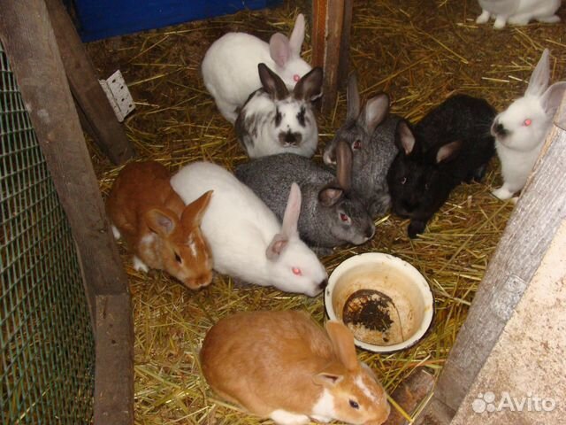 Кролики разных пород купить на Зозу.ру - фотография № 2