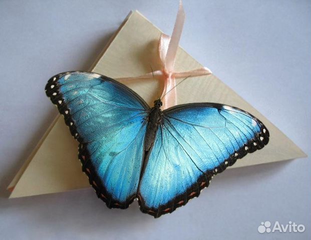 Живые тропические бабочки