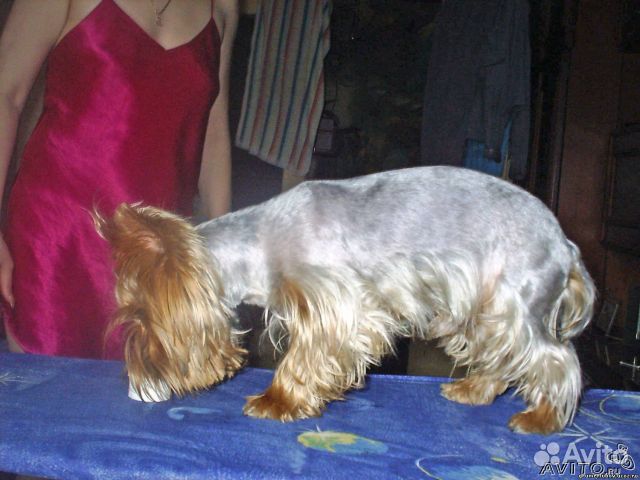 Стрижка собак и кошек