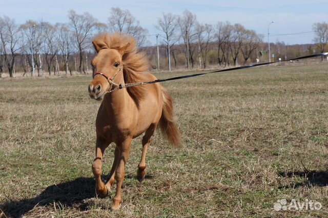 Американская миниатюрная лошадь купить на Зозу.ру - фотография № 2