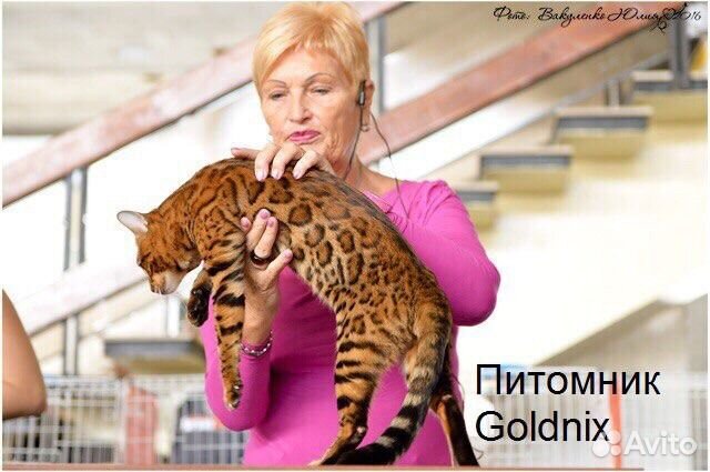 Вязка с бенгальским котом Вязка с бенгальским котом