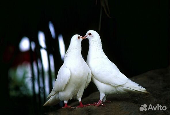 Белые голуби на торжество купить на Зозу.ру - фотография № 2