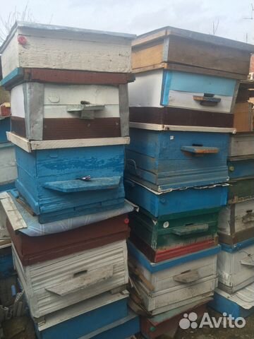 Продаются пчелиные ульи купить на Зозу.ру - фотография № 2