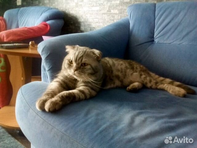 Молодой кот Молодой кот