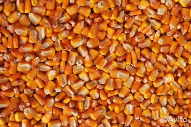 Комбикорм, пшеница, кукуруза, ячмень, горох, жмых купить на Зозу.ру - фотография № 2