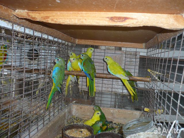 Лазурные попугаи.Волнистые попугаи купить на Зозу.ру - фотография № 6