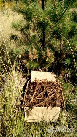 Корни и саженцы Кипрея / Иван-чая