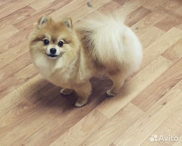 Стрижка собак и кошек