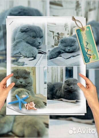 Вязка с шотландским котом купить на Зозу.ру - фотография № 2