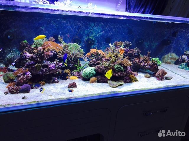 Морской аквариум 2240 литров купить на Зозу.ру - фотография № 2
