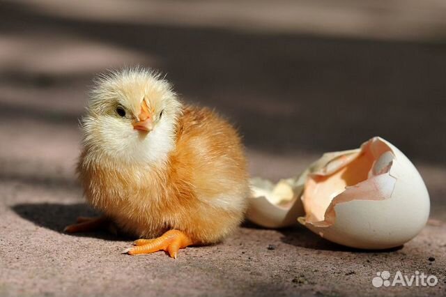 Цыплята от вашего яйцо купить на Зозу.ру - фотография № 2