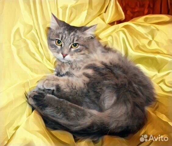 Серый пушистый котик купить на Зозу.ру - фотография № 1