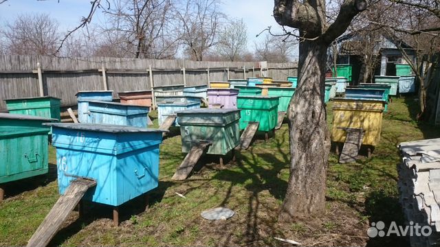 Семьи пчел,свежий мед купить на Зозу.ру - фотография № 1