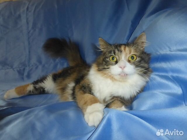 Кошечка в добрые руки