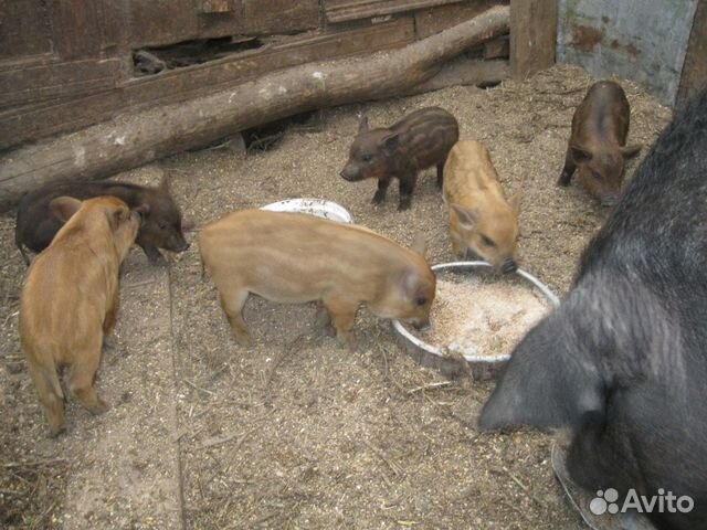 Поросята и подрощенные свинки купить на Зозу.ру - фотография № 5