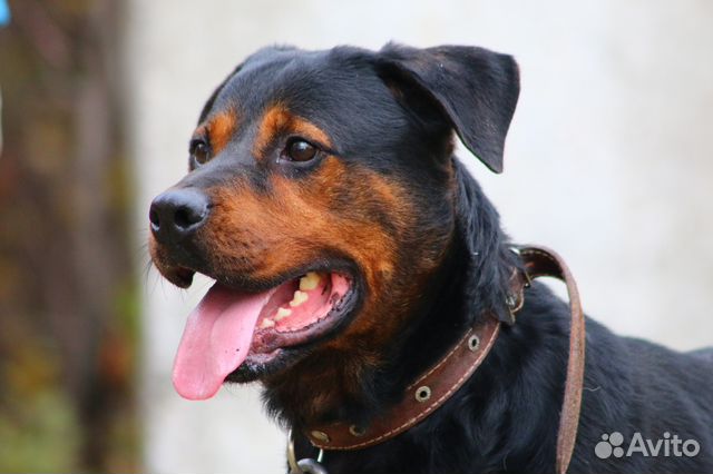 Ротвейлер окрас. Собака ротвейлер. Ротвейлер собака окрас. Ротвейлер коричневый. Ротвейлер шоколадный окрас.