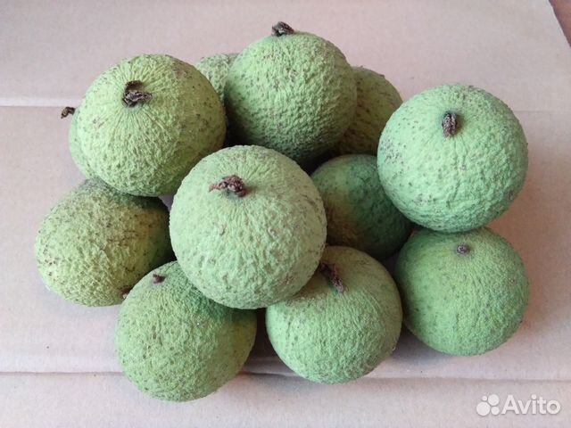 Чёрный(дикий) орех