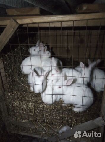 Кролики белый панон купить на Зозу.ру - фотография № 6