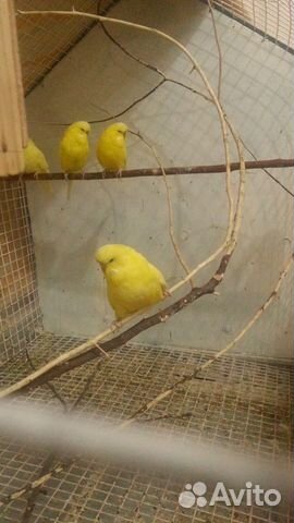 Выставочные Волнистые попугаи (Чехи)