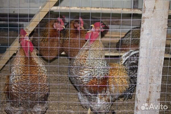 Инкубационное Яйцо, цыплята купить на Зозу.ру - фотография № 5