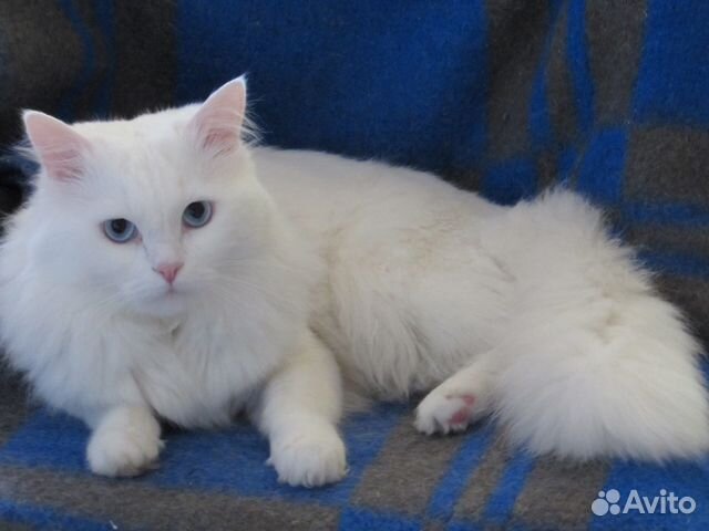 Белый Кот Фото