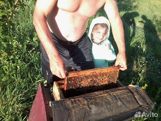 Продаю пчелосемьи купить на Зозу.ру - фотография № 1