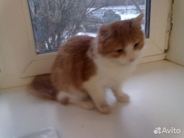 Кошки, коты и котята в ответственные руки купить на Зозу.ру - фотография № 6