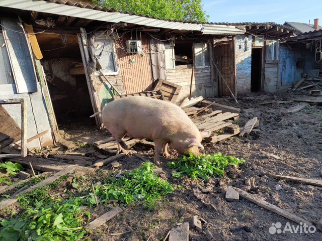 Продам свинью живым весом купить на Зозу.ру - фотография № 6