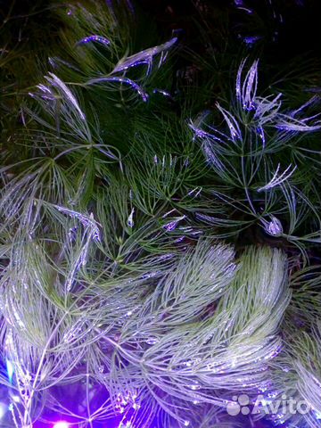 Продам излишки аквариумной травы купить на Зозу.ру - фотография № 1