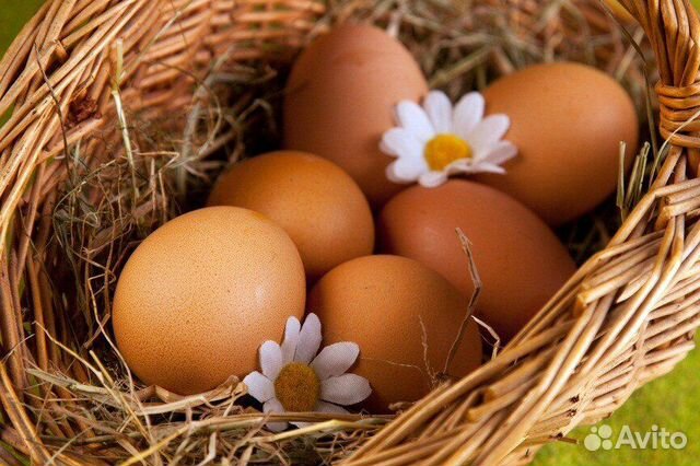 Продам инкубационное яйцо кур, индейки купить на Зозу.ру - фотография № 1