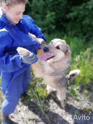 Пёс-помощник Форсайт купить на Зозу.ру - фотография № 1