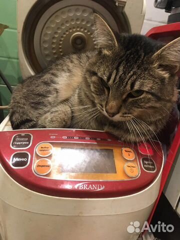 Отдам самого доброго кота в хорошие руки