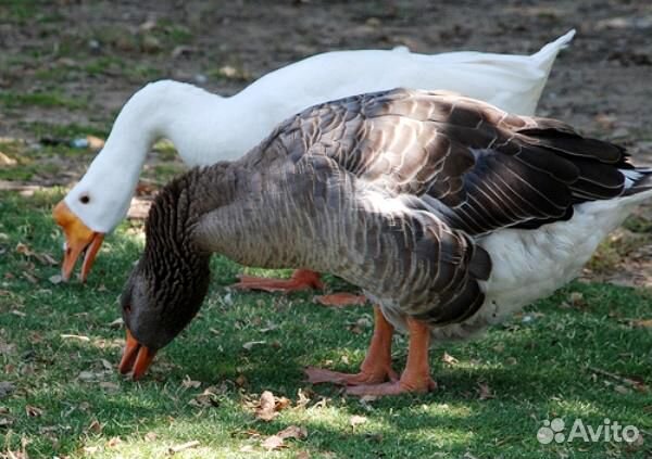 Китайскиешелк,индоутята100р, Пушкинские,Мараны