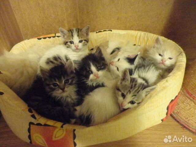 Домашняя передержка кошек и небольших собак