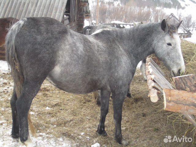 Лошади башкирской породы купить на Зозу.ру - фотография № 2