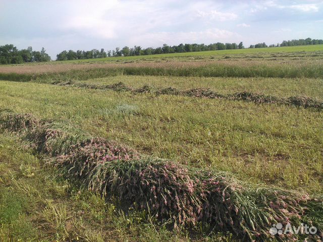 Эспарцет трава для сена фото