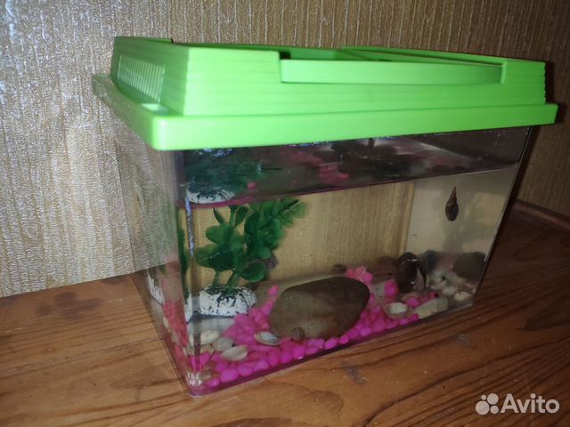 Террариум, аквариум Террариум, аквариум