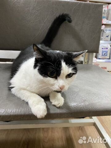 Отдам ласковую Кошечку хорошим людям Отдам ласковую Кошечку хорошим людям