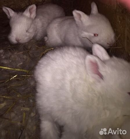 Крольчата нзб новозеландской белой купить на Зозу.ру - фотография № 2