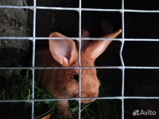 Кролики красные новозеландские (нзк) купить на Зозу.ру - фотография № 4