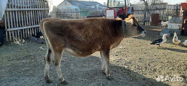 Джерсейских коров купить на Зозу.ру - фотография № 4