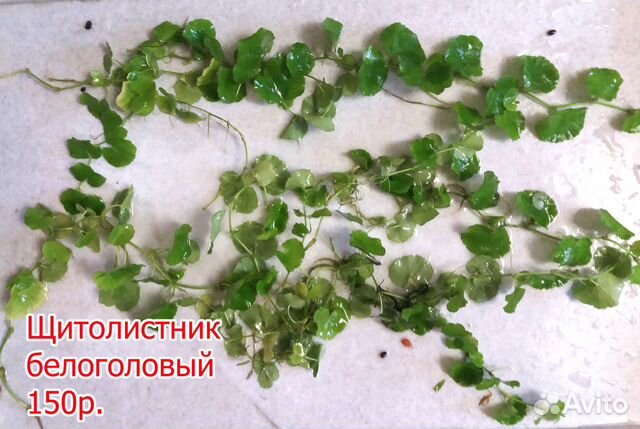 Аквариумные растения купить на Зозу.ру - фотография № 4