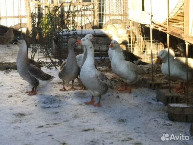 Продам или обменяю молодых фазанов, гусей купить на Зозу.ру - фотография № 7