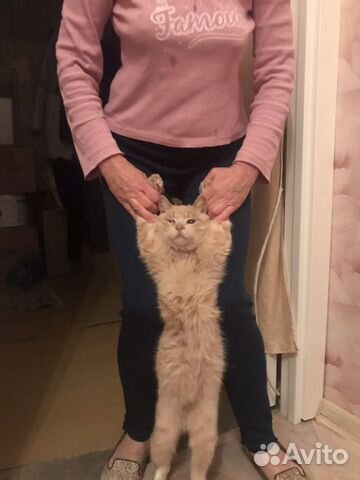 Особенный котик ищет семью Особенный котик ищет семью