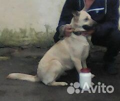 Пропала собака девочка без ошейника купить на Зозу.ру - фотография № 1
