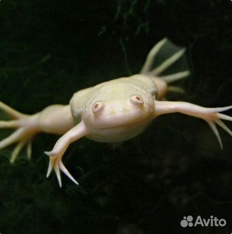 Белые аквариумные лягушки купить на Зозу.ру - фотография № 2