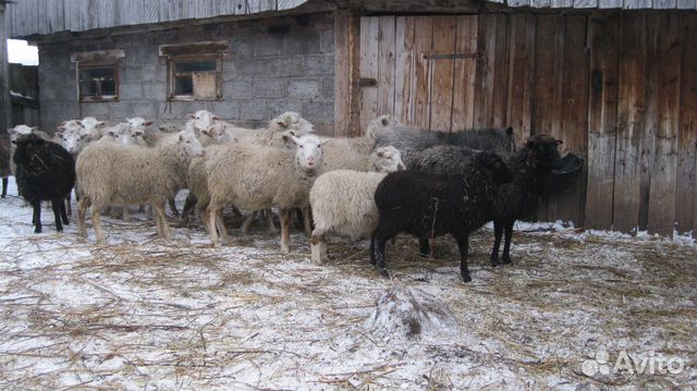 Овцы,бараны,молодняк мелкого рогатого скота купить на Зозу.ру - фотография № 4
