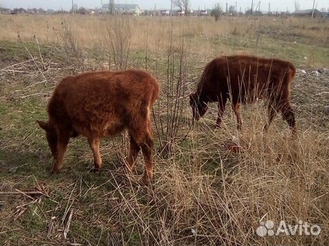 Корова и две тёлки купить на Зозу.ру - фотография № 3